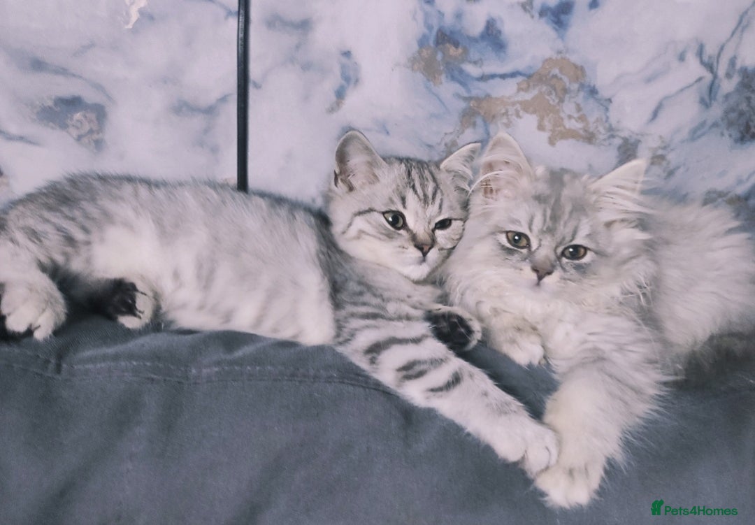 British Shorthair cats for sale: Beautiful British kittens - Image 6