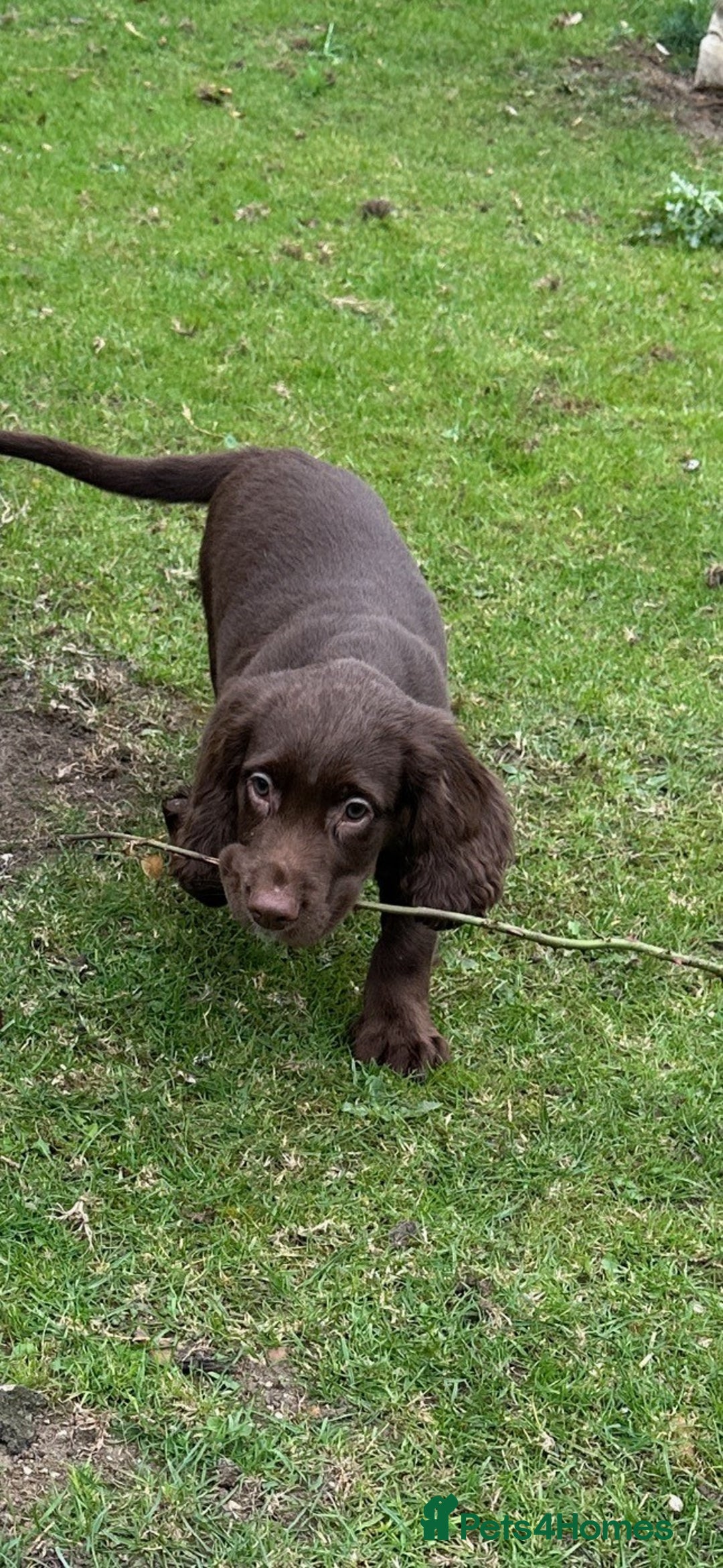 Cocker Spaniel dogs for sale: Cocker Spaniel puppies for sale - Image 12