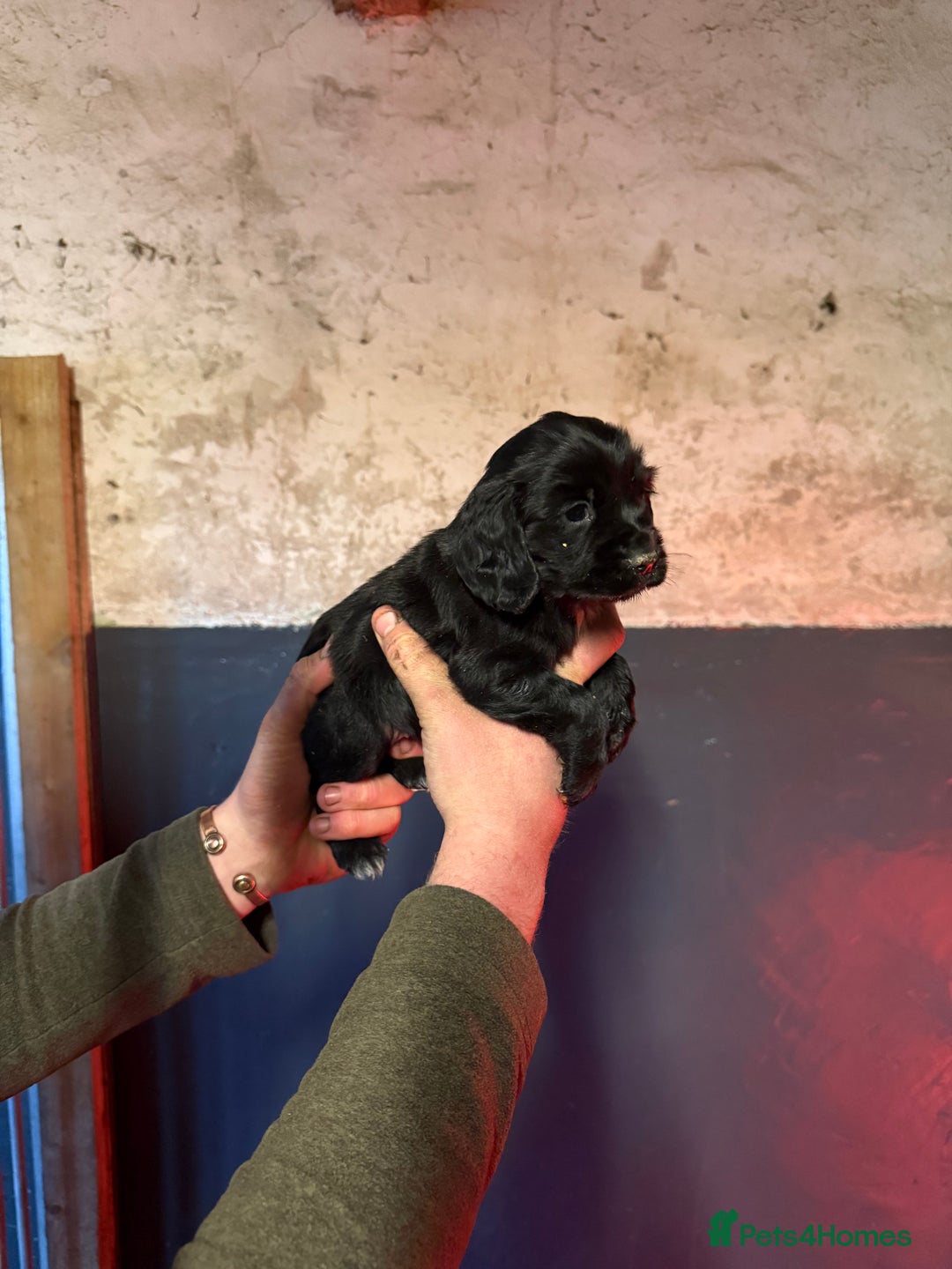 Cocker Spaniel dogs for sale: KC reg working cocker spaniel pup - Advert 4