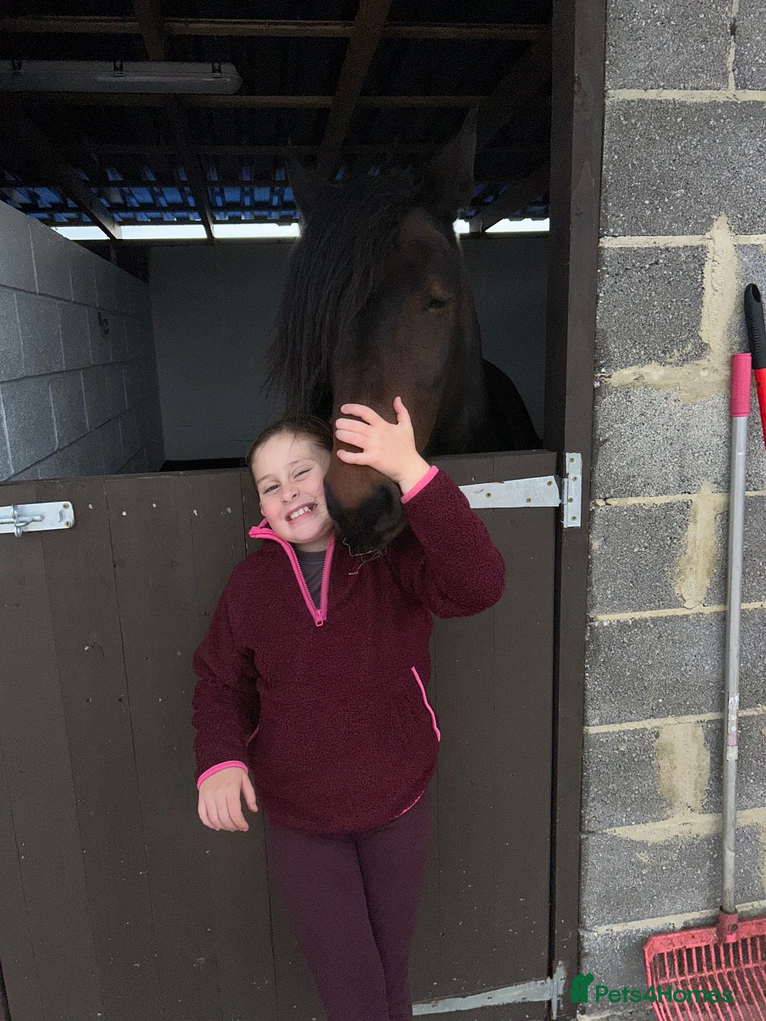 Fell horses for sale: Basil 13.2 registered fell gelding  - Image 9