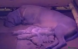 Dogue De Bordeaux dogs for sale: Dogue de Bordeaux pups  - Image 24