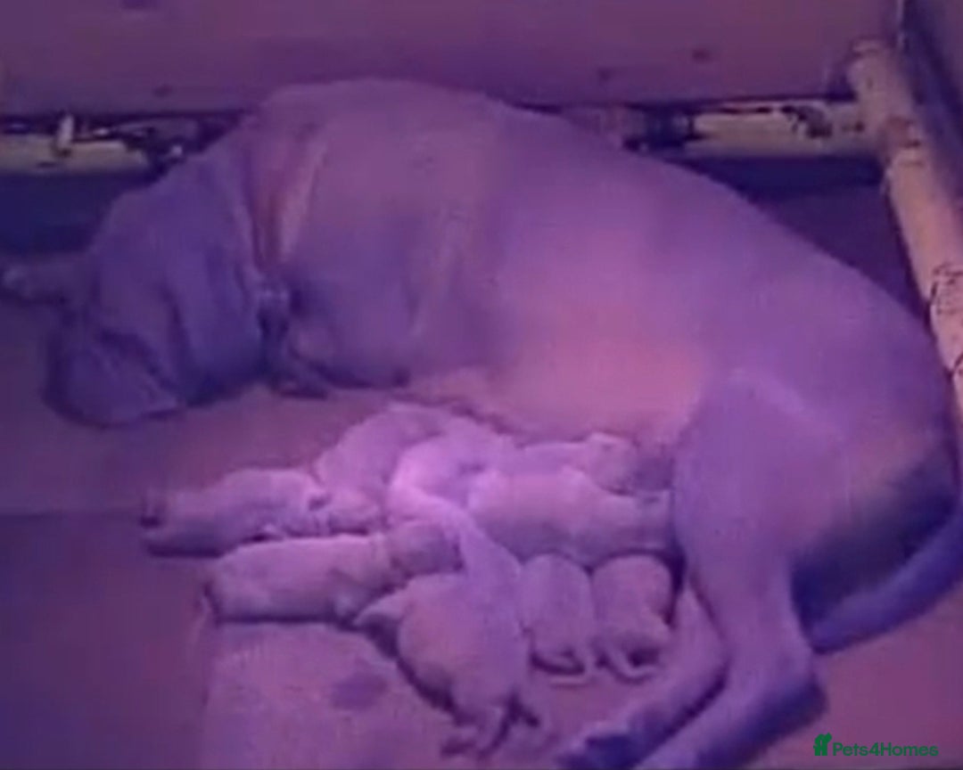 Dogue De Bordeaux dogs for sale: Dogue de Bordeaux pups  - Image 24
