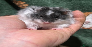 Hamster rodents Super Friendly Baby Hamsters  - Advert 3