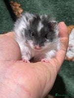 Hamster rodents Super Friendly Baby Hamsters - Advert 2