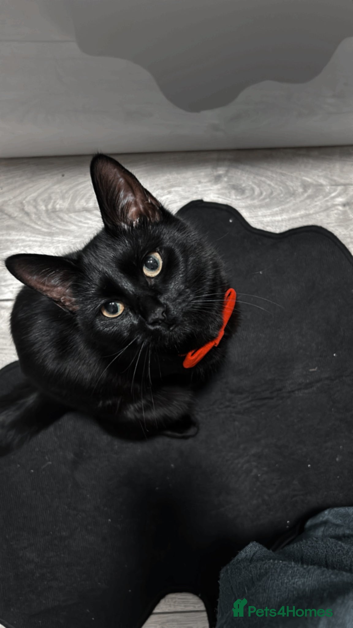 Domestic Shorthair cats Black female cat - Advert 5