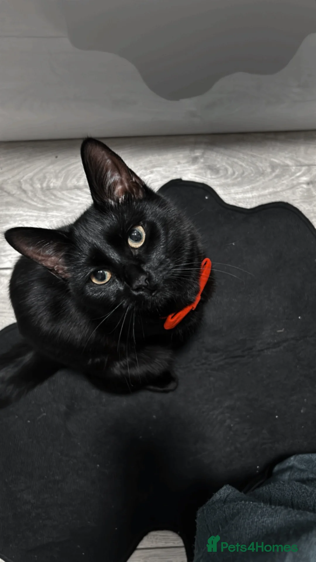 Domestic Shorthair cats for sale: Black female cat in Manchester - Advert 1