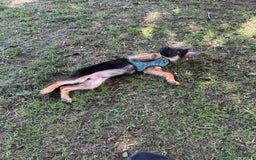 German Shepherd dogs for sale: Female German Shepherd Pup - Image 5