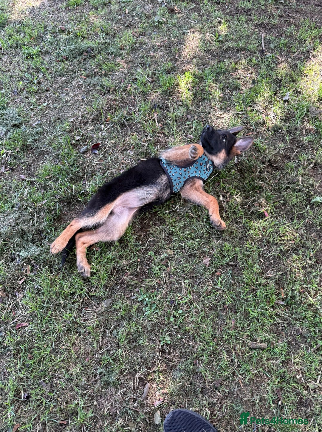 German Shepherd dogs for sale: Female German Shepherd Pup - Image 5