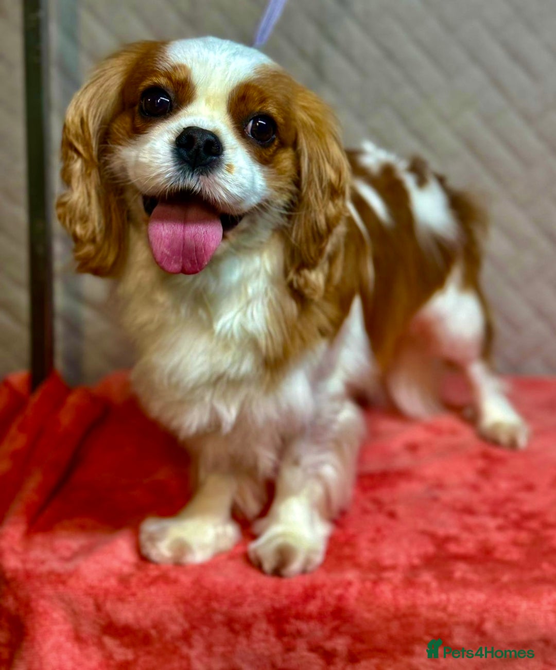 Cavalier King Charles Spaniel dogs for adoption: Lady’s Miracle: From Misery to Love - Image 1