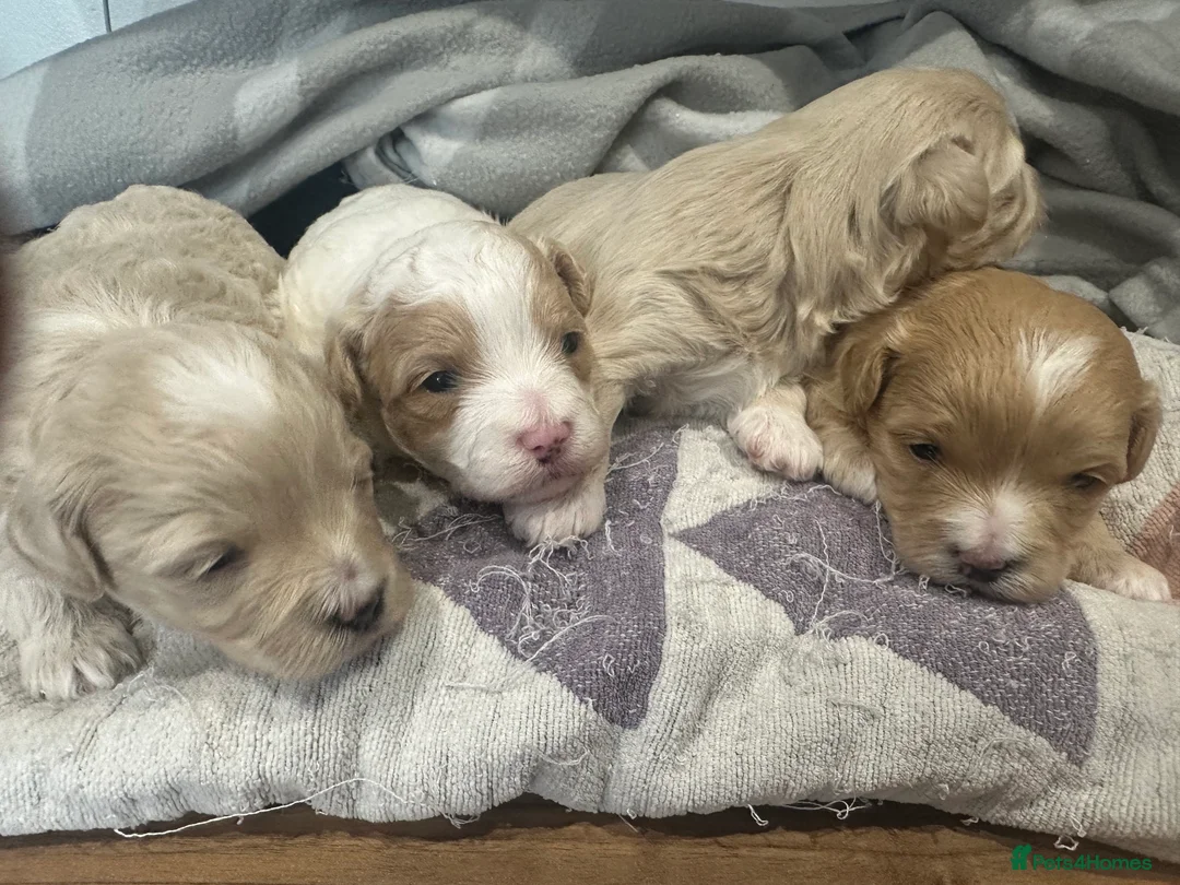 Maltipoo dogs for sale: Maltipoo babys in Portsmouth - Advert 14