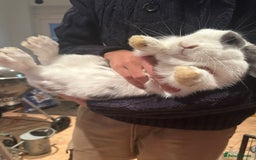 French Lop rabbits for sale: Super Lop Girl ! 🐰 - Advert 4