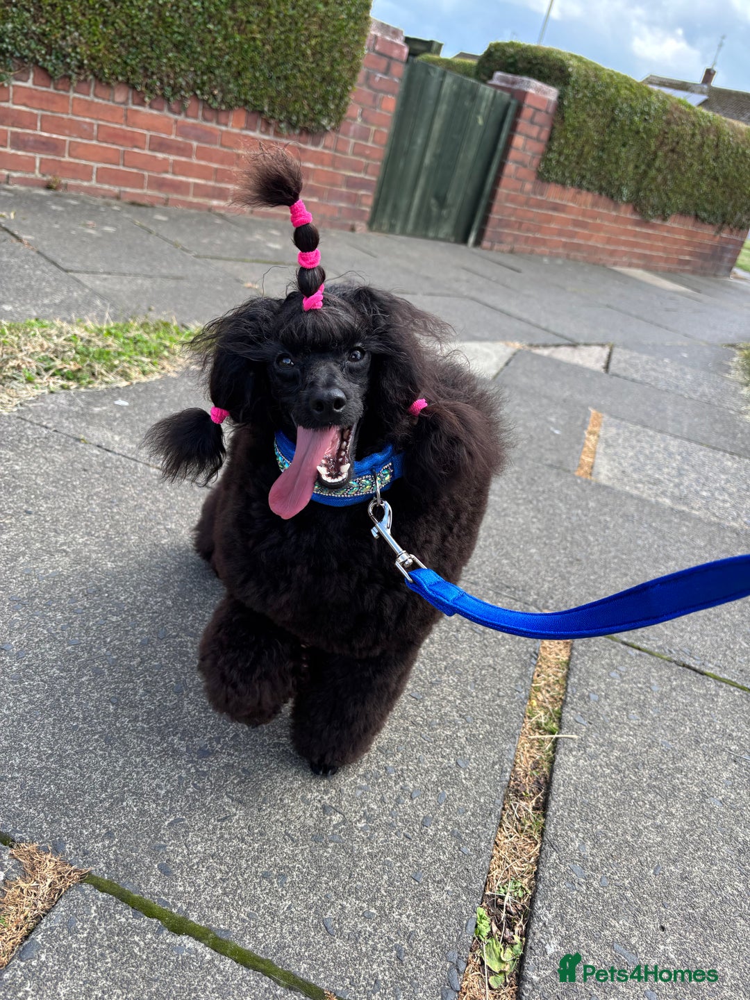Toy Poodle dogs for sale: Show toy poodle  - Advert 4