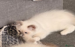 Ragdoll cats for sale: Ragdoll Kittens Ready for Their Forever Home - Image 3