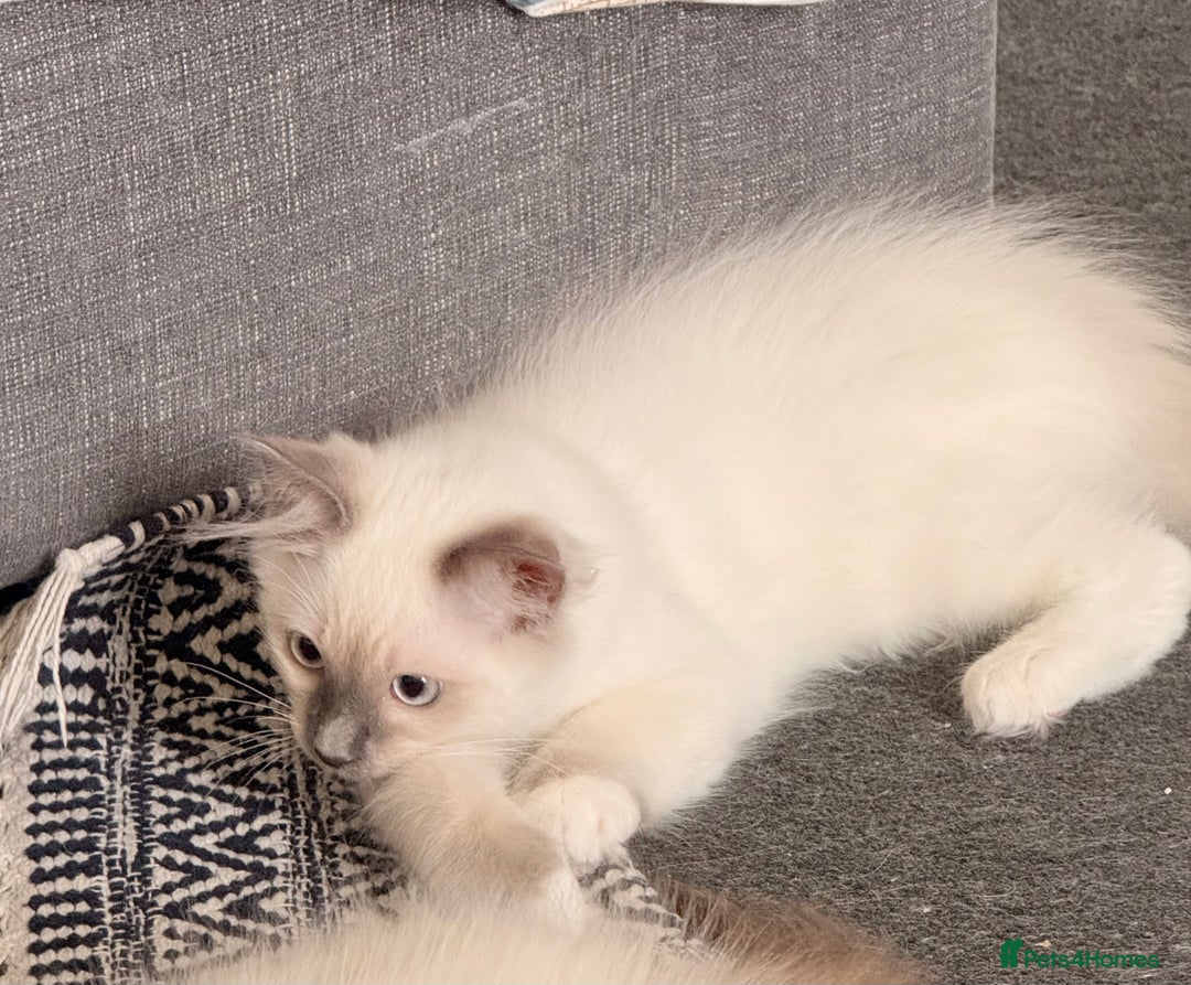 Ragdoll cats for sale: Ragdoll Kittens Ready for Their Forever Home - Image 3