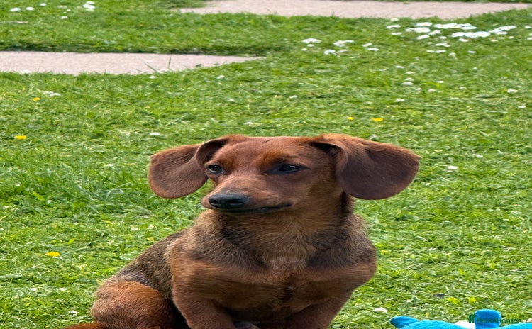 Mixed Breed dogs - Advert 2