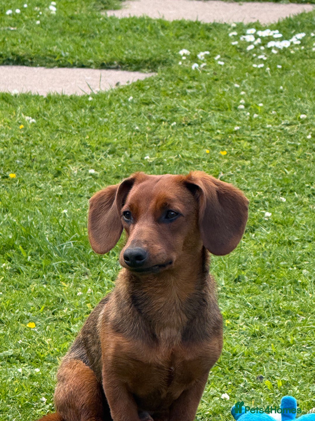 Mixed Breed dogs for sale: Dachshund for rehoming  - Image 1