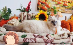 Ragdoll cats for sale: GCCF Ragdoll Kittens - Outstanding!  - Image 34
