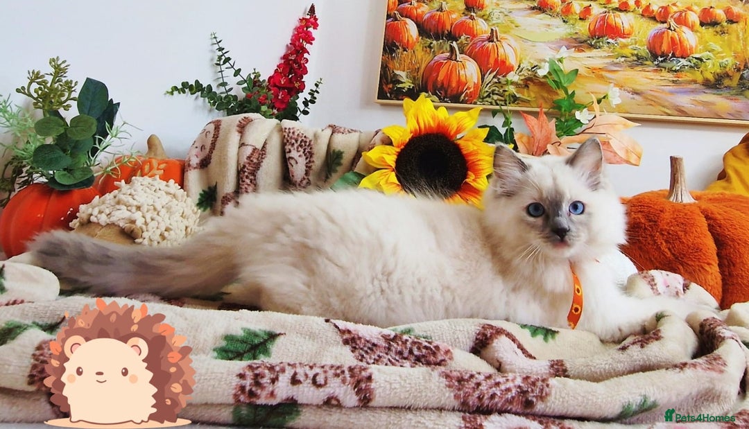 Ragdoll cats for sale: GCCF Ragdoll Kittens - Outstanding!  - Image 34