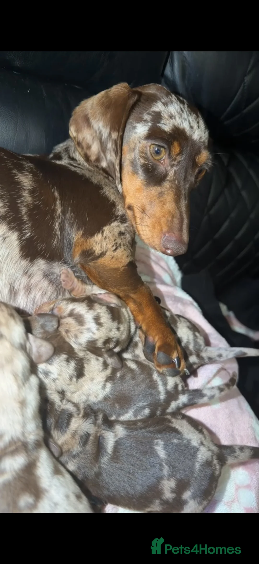 Dachshund dogs for sale: Dapple Dachunds puppy’s  - Advert 11
