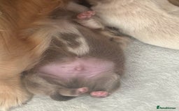 Chihuahua dogs for sale: Chihuahua puppies  - Image 11