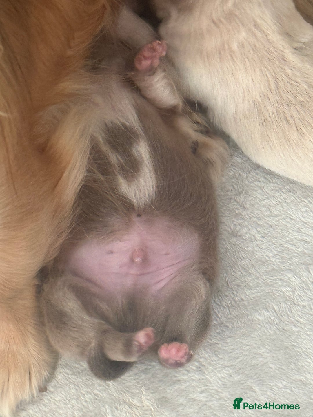 Chihuahua dogs for sale: Chihuahua puppies  - Image 11