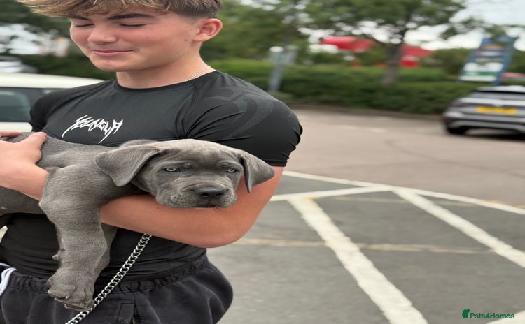 Cane Corso dogs - Advert 1