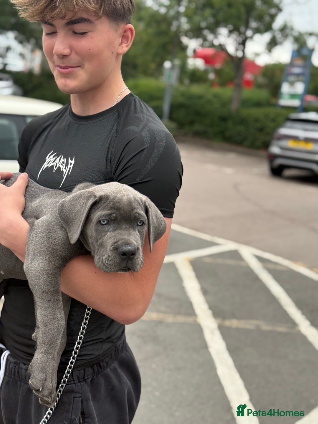 Cane Corso dogs for sale: Came Corao Pup - Image 1