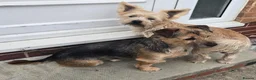 Mixed Breed dogs for sale: 1 shorkie an 1 shorkie x jack russel in Matlock - Advert 2