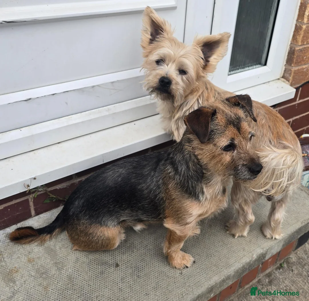 Mixed Breed dogs for sale: 1 shorkie an 1 shorkie x jack russel in Matlock - Advert 2