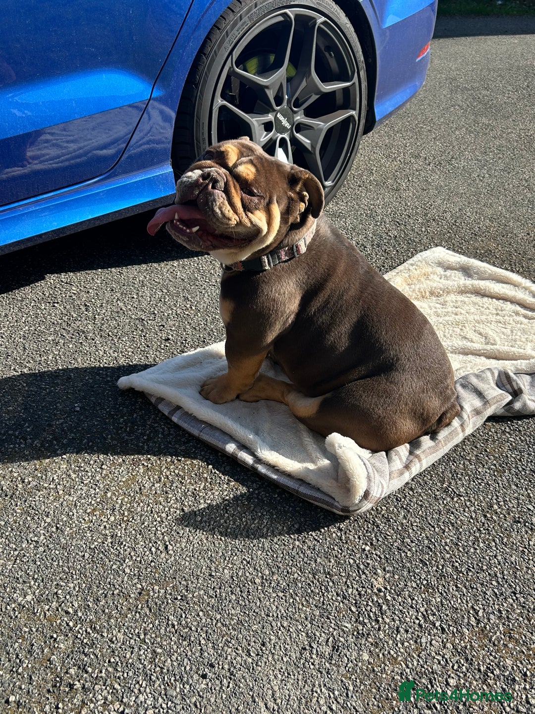 English Bulldog dogs for sale: English bulldog female  - Image 2