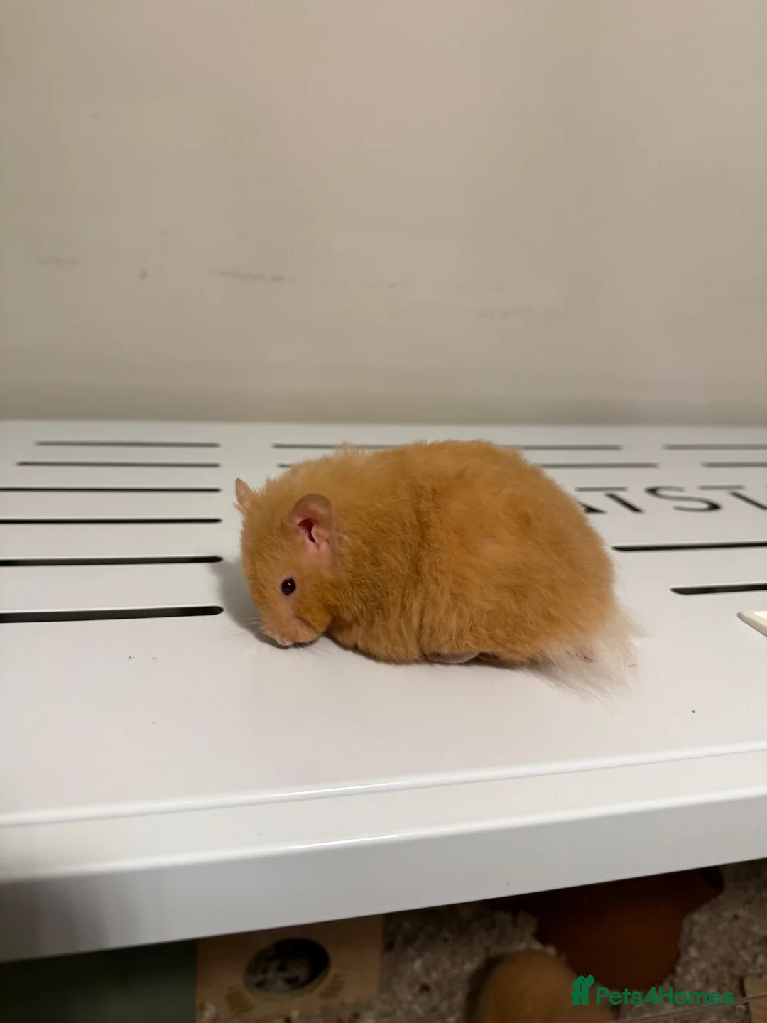 Hamster rodents for sale: Beautiful long haired tame hamsters in Gloucester - Advert 2