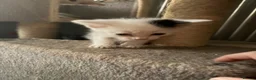 Mixed Breed cats for sale: Two last remaining kittens - Advert 3