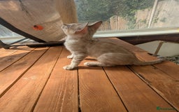 Bengal cats for sale: Bengal Kittens Purebred with Champion Lines  - Image 16