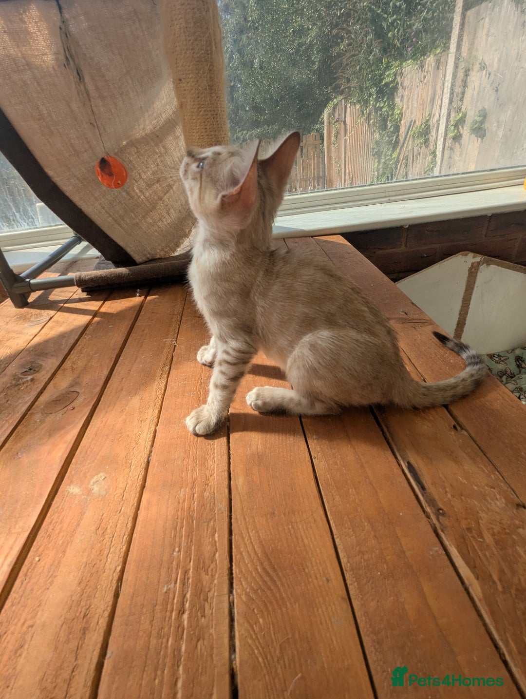 Bengal cats for sale: Bengal Kittens Purebred with Champion Lines  - Image 16