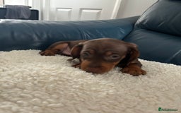 Dachshund dogs for sale: Miniture dachshund  - Image 7