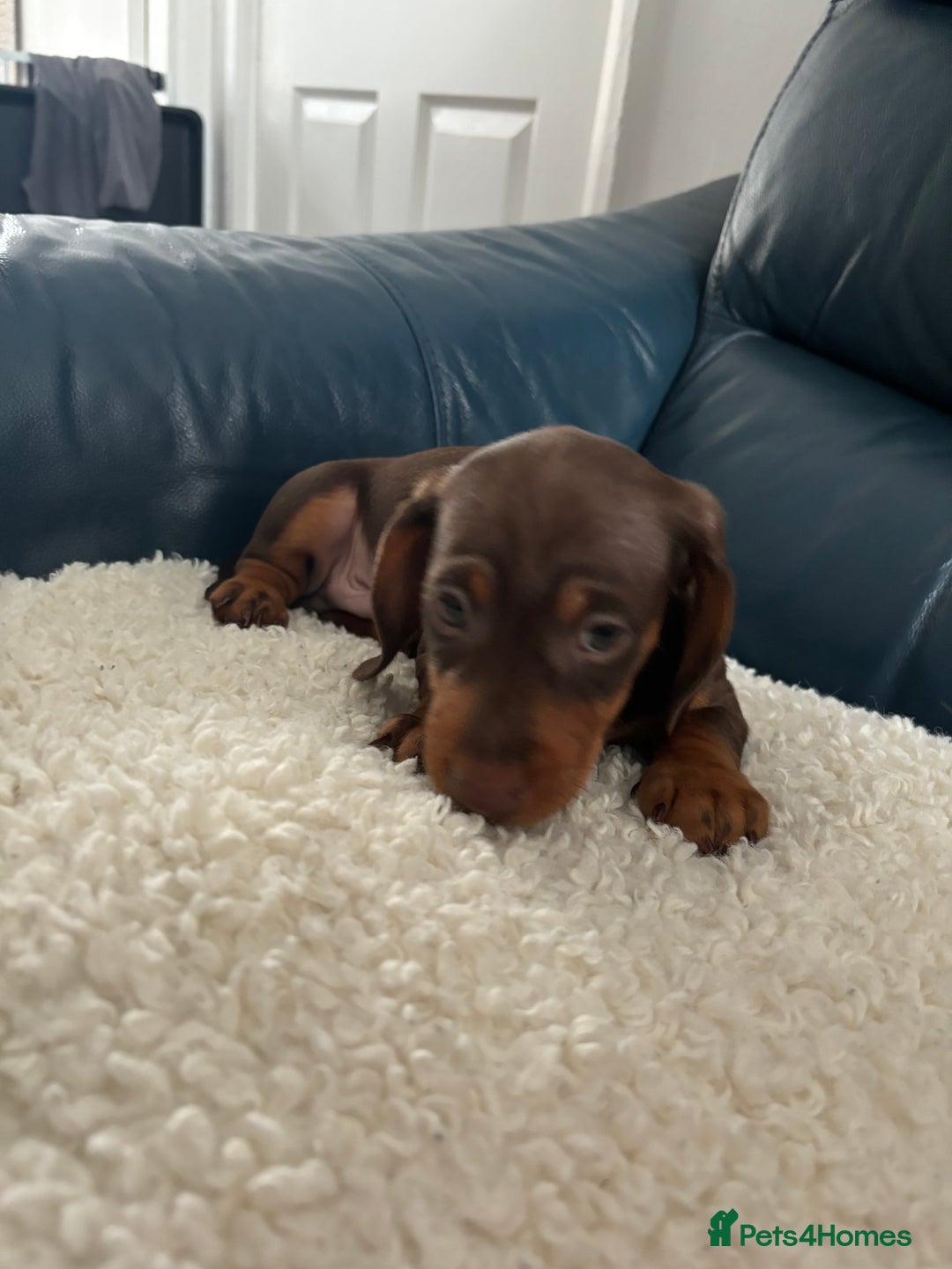 Dachshund dogs for sale: Miniture dachshund  - Image 7