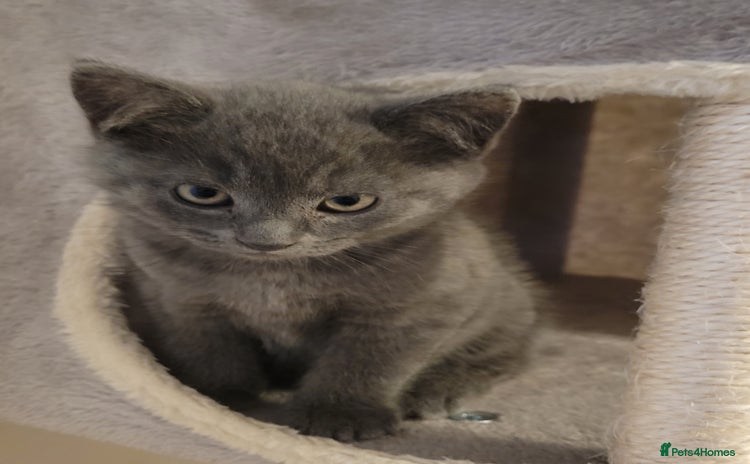 British Shorthair cats - Advert 4