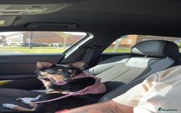 Mixed Breed dogs for sale: Sweet 1 year Old Dog Looking for a New Home - Image 3