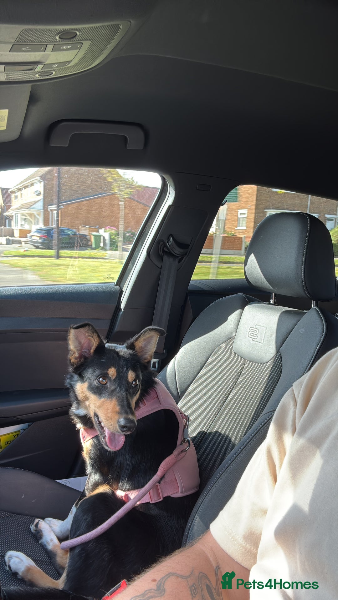 Mixed Breed dogs for sale: Sweet 1 year Old Dog Looking for a New Home - Image 3