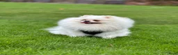 Pomeranian dogs for sale: Unique-Eyed KC Pomeranian Seeking New Home - Advert 11