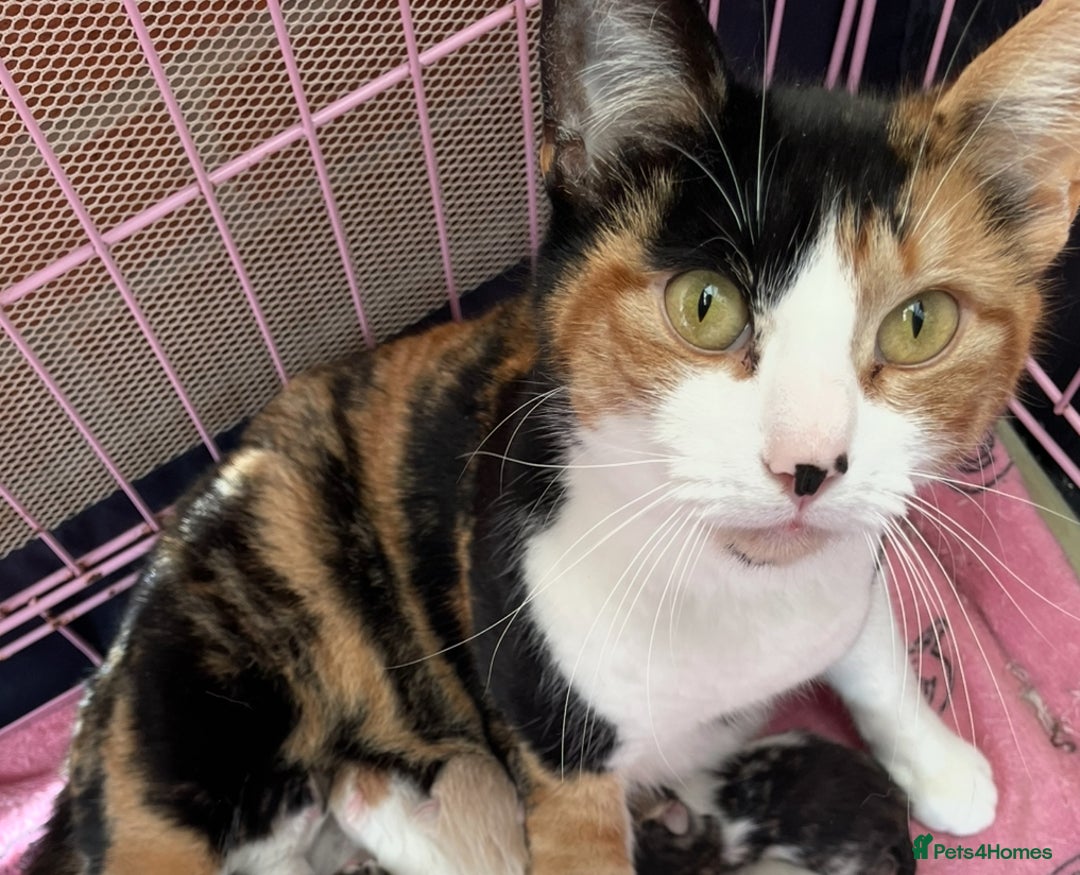 Mixed Breed cats for sale: Beautiful Female kitten  - Image 4
