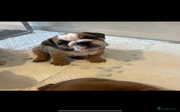English Bulldog dogs for sale: English bulldog pups for sale  - Image 8
