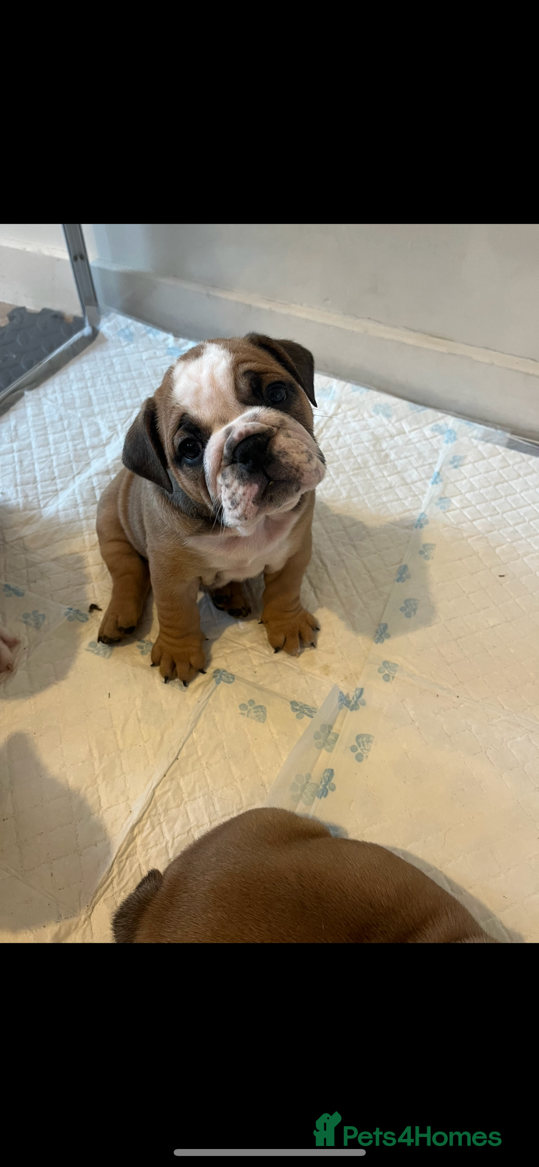 English Bulldog dogs for sale: English bulldog pups for sale  - Image 8