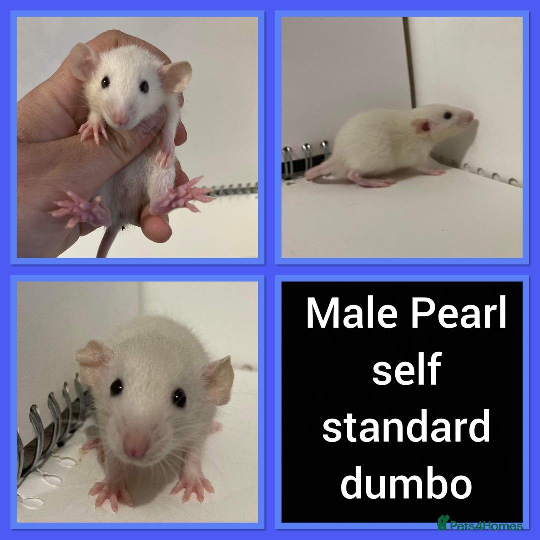 Rat rodents for sale: Adorable Dumbo Baby Rats ❤️ - Image 31