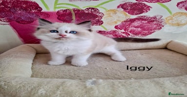Ragdoll cats - Advert 12