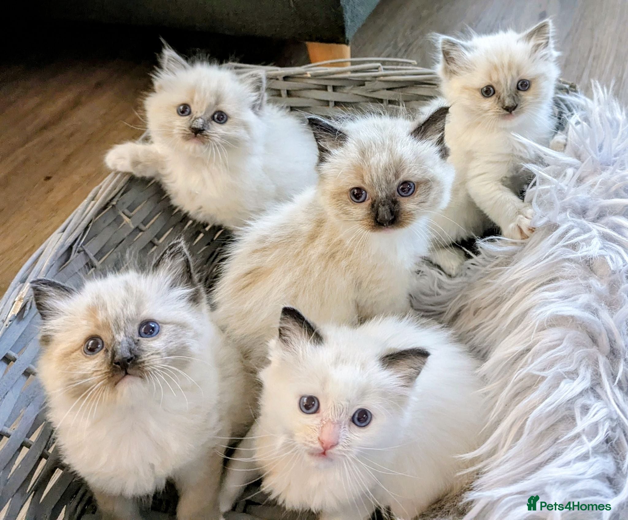 Ragdoll cats Ragdoll Kittens - Advert 1