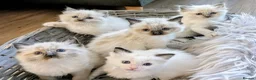 Ragdoll cats for sale: Ragdoll Kittens - Advert 1