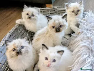 Ragdoll cats Ragdoll Kittens - Advert 15