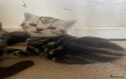 British Shorthair cats for sale: Pedigree British shorthair kittens for sale  - Image 11