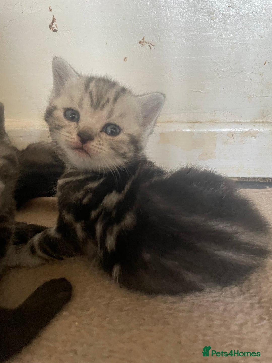 British Shorthair cats for sale: Pedigree British shorthair kittens for sale  - Image 11